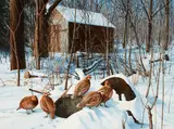 David Maass, Secluded Hideaway - Bob White Quail