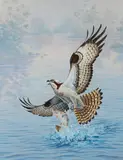 David Chapple, Osprey with Spotted Trout