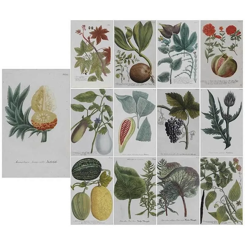 Johann Wilhelm Weinmann, Thirteen Plates fromÂ  Phytanthoza iconographia, Regensburg, 1734-1745, engravings printed in color with mezzotint and finished by hand on laid paper