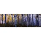 Peter Lik, Autumn Forest, Photograph