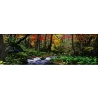 Peter Lik, Autumn Forest, Photograph