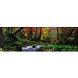 Peter Lik, Autumn Forest, Photograph
