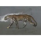 Arthur Wardle, Leopard, Graphite and pastel on blue paper