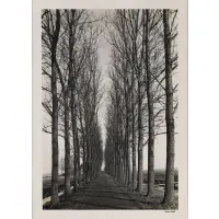 Alfred Eisenstaedt, Row of Trees near Delft, Holland, 1977, Gelatin silver print