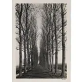 Alfred Eisenstaedt, Row of Trees near Delft, Holland