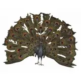 Franz Xaver Bergmann, Untitled, Peacock sculpture