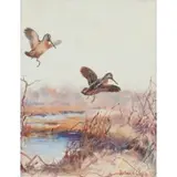 Roland Clark, Woodcocks in Flight
