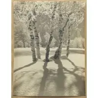 Albert Steiner, Bir Ken in Der Wintersonne (Birch Trees in the Winter Sun), 1924, Gelatin silver print on paper