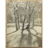 Albert Steiner, Bir Ken in Der Wintersonne (Birch Trees in the Winter Sun), 1924, Gelatin silver print on paper