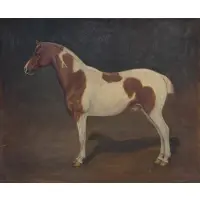 A. Douglas-Hamilton, A Brown and White Pony, Oil on canvas