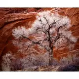Joseph Holmes, Cottonwood, Escalante, Utah, Cibachrome print