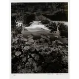 Eikō Hosoe, Black Water Lilies, , Gelatin silver print