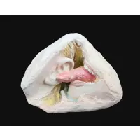 Kiki Smith, Tongue and Ear, 1983, Plaster and oil