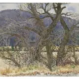William Alexander Drake, Untitled, Watercolor of trees