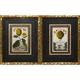 Johann Christoph Volckamer, Limon Cedrato, Colored engraving.(ii) 'Cedo a Dittel'