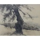 Eugenio Gómez Mir, Portrait of a tree, Watercolor and ink on paper