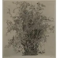Gordon Cook, Rose bush, Etching