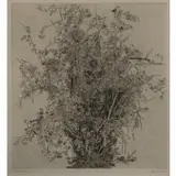 Gordon Cook, Rose bush, Etching