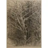 White Beech II by Patricia Tobacco Forester, Etching, sold Jul 2023