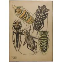 Eugène Séguy, Beetles, Plate print