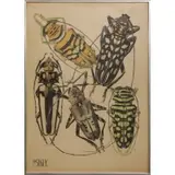 Eugène Séguy, Beetles, Plate print