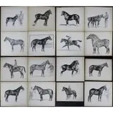 Paul Brown, Grouping of 16 Horse portraits, Ink wash on board