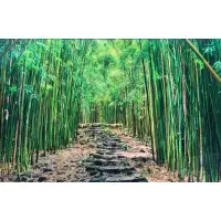 Bamboo Path by Peter Lik, Photograph / paper, sold Apr 2023
