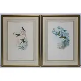 John Gould, Glaucis Dohrni, Hand-colored lithographs