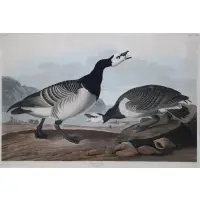 Barnacle Goose by John James Audubon, sold Jan 2023