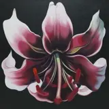 Lowell Nesbitt, Lily