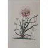 Salvador Dalí, Surrealist Flowers, Engraving over lithograph