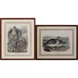 Daniel Giraud Elliot, (2) illustrations, Colored lithographs