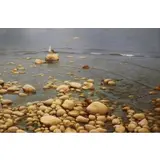 Zhen - Huan Lu, Seagull on Rocks at Shore, Oil on canvas