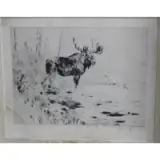 Carl Rungius, An old fighter, Etching