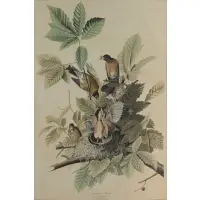 John James Audubon, , (AMERICAN,1785-1851)