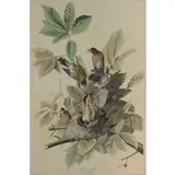 John James Audubon, , (AMERICAN,1785-1851)