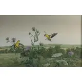Donald Joran Waters, Goldfinches on Fall Thistle, 1970, Tempera