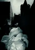 Edmund Kesting, Lichtmontage mit weißer Rose