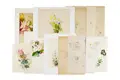 Arno Drescher, 11 botanische Studien. Wohl 1930er Jahre, Elf Bleistiftzeichnungen und Aquarelle