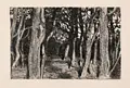 Walter Leistikow, Baumgruppe / Waldsee / Das Haus. 1896– 1900, Drei Radierungen auf Kupferdruckkarton bzw