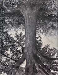 Rodney Graham, Oak, Mellaar from the series Flanders Trees, 1989, monochrome color photograph