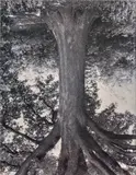 Rodney Graham, Oak, Mellaar from the series Flanders Trees