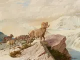 John Clymer, Big Horn Sheep, oil on Masonite