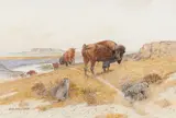 Olaf Carl Seltzer, Bison, gouache, watercolor and pencil on paper