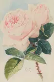Paul de Longpré, Pink Roses