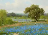 Porfirio Salinas, A field of bluebonnets