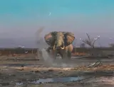 Michael Coleman, Elephant