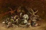 Henry Raschen, Still Life with Seashells, 1884, oil on canvas