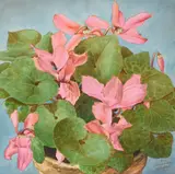 Z. Vanessa Helder, Pink Cyclamen, watercolor and pencil on paper
