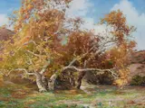 Anna Althea Hills, Trees in Laguna Canyon